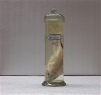 藏品(絡鰓鮋)的圖片